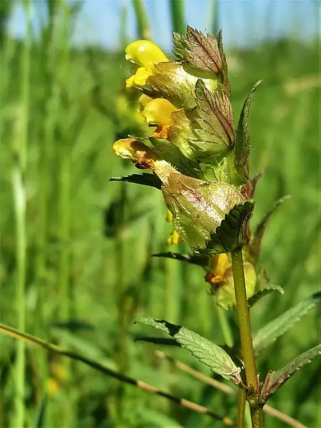 Common Yellow Rattle