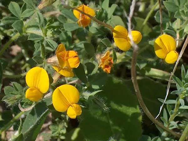 Yellow Restharrow