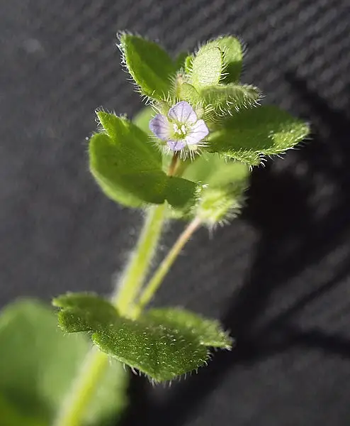 False Ivy Leaved Speedwell