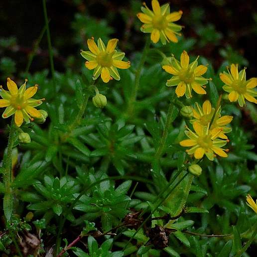 Yellow Saxifrage