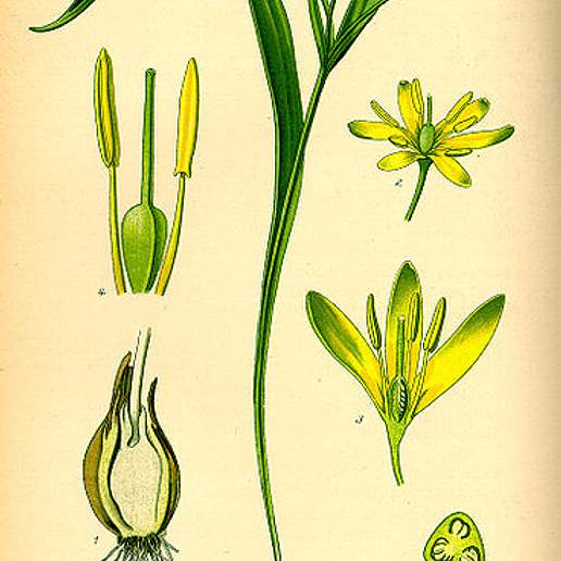 Yellow Star Of Bethlehem
