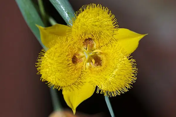 Yellow Star Tulip