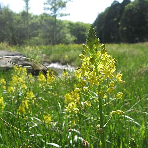 Schoenolirion Michauxii