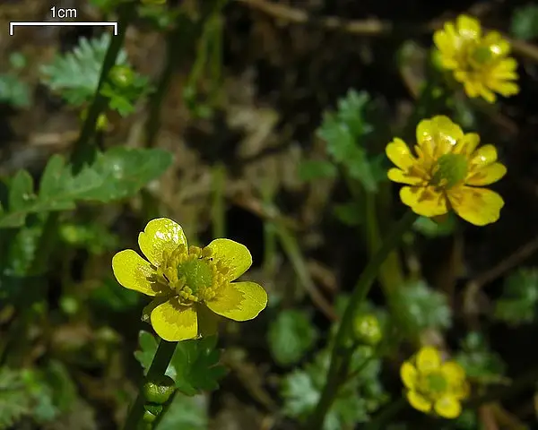 Yellow Water Buttercup