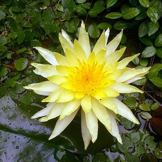 Mexican Water Lily
