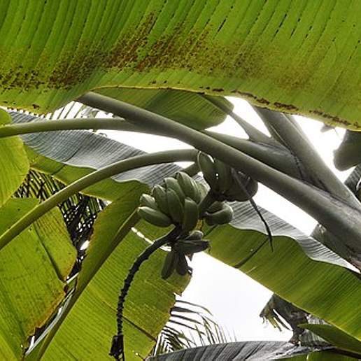 Musa Basjoo Formosana