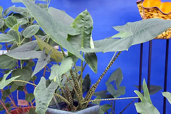 Zebra Alocasia