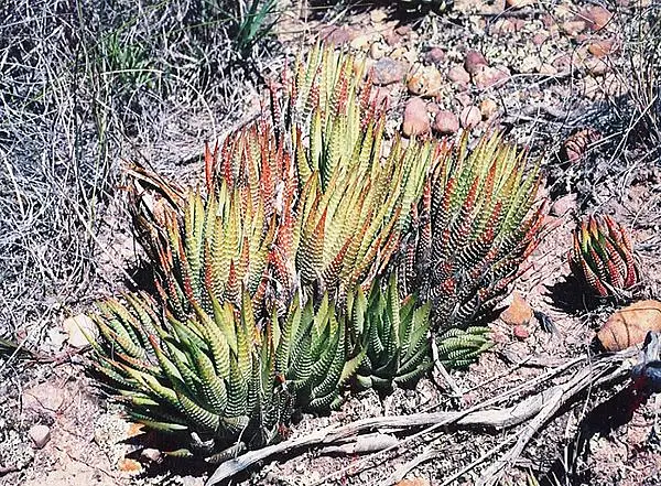 Zebra Plant