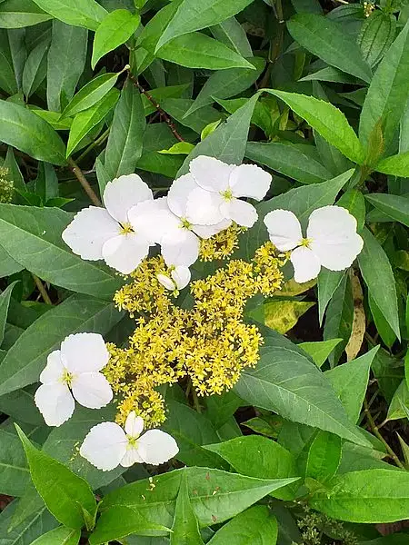 Hydrangea chinensis