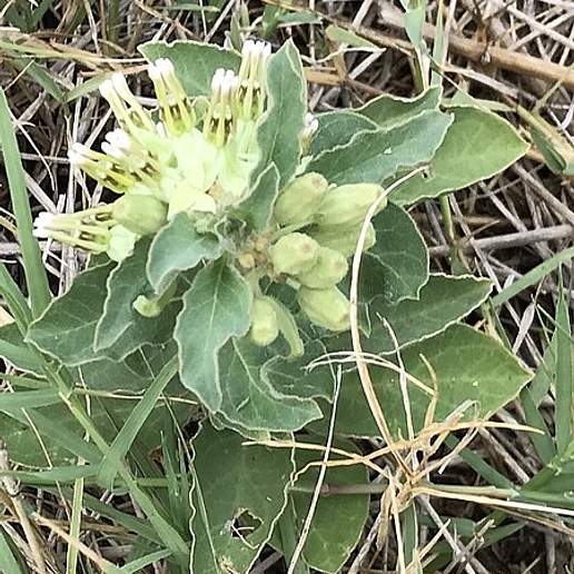 Side Cluster Milkweed