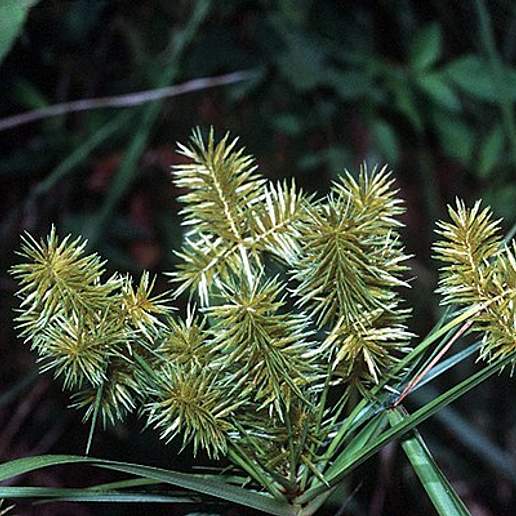 Straw Color Flat Sedge