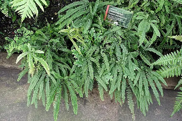 Adiantum diaphanum