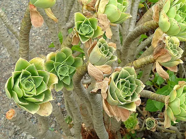 Giant Houseleek