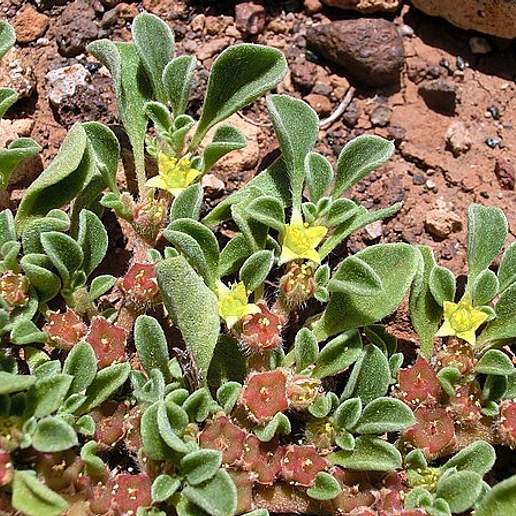 Purple Leaved Aizoon