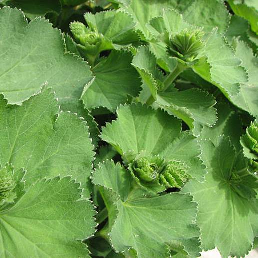Alchemilla Arvensis
