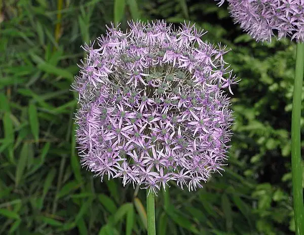 Star Of Persia