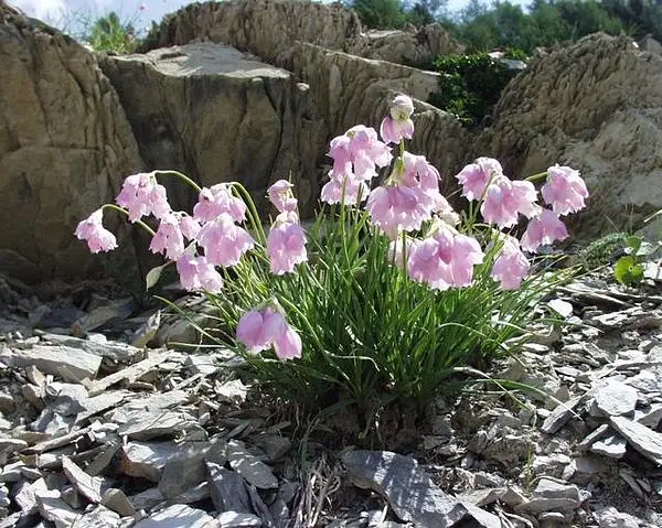 Allium Narcissiflorum