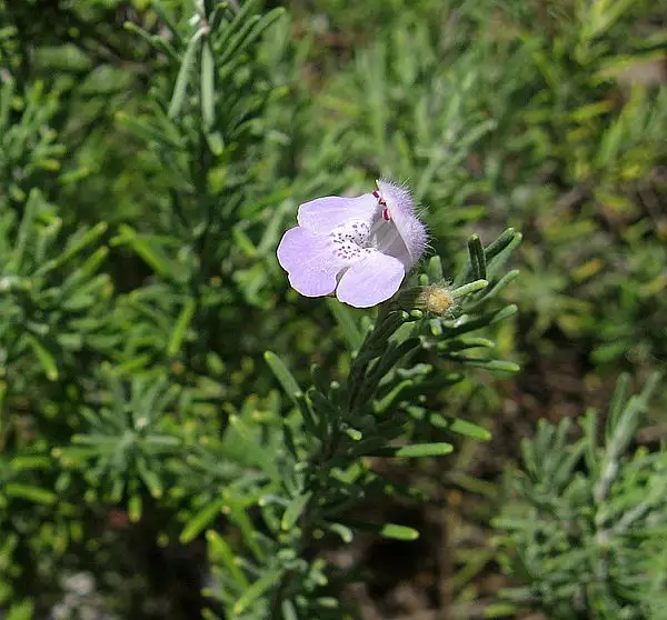 False Rosemary