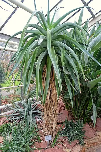 Malagasy Tree Aloe