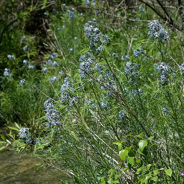 Arkansas Bluestar
