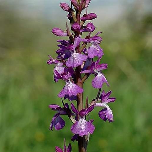 Anacamptis Palustris