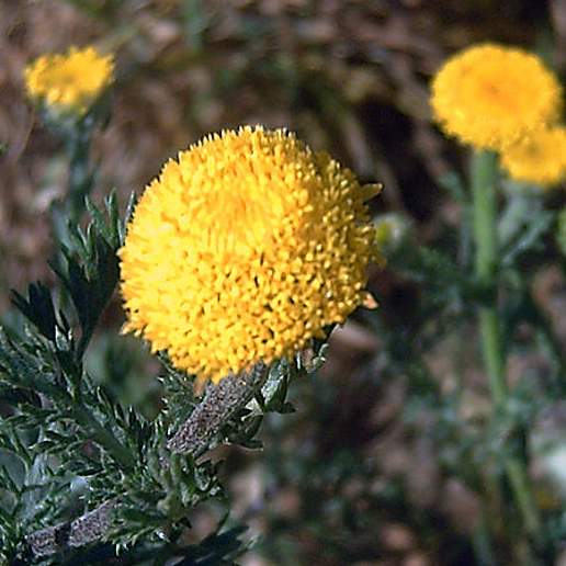 Anacyclus Valentinus