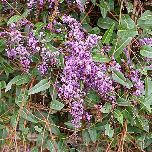 Vine Lilac