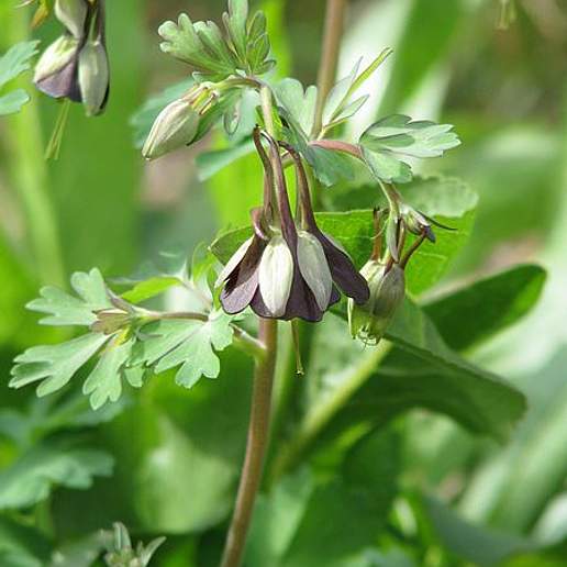 Aquilegia Viridiflora