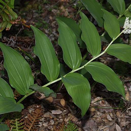 Large False Solomon's Seal