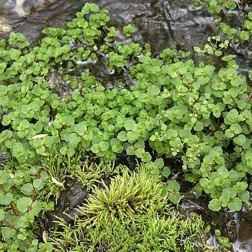 American Golden Saxifrage