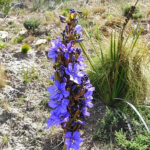 Aristea Confusa