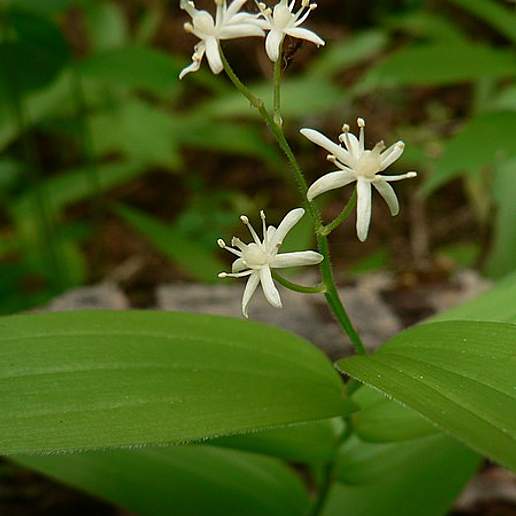 Star False Solomon's Seal