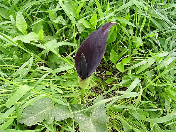 Black Calla