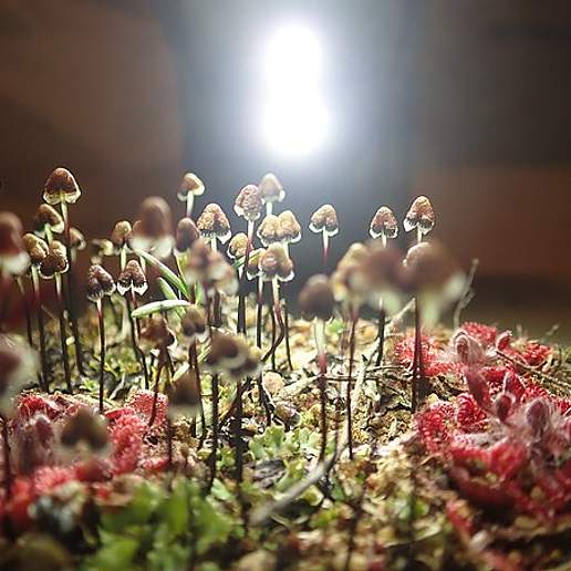 Fimbraria Drummondii