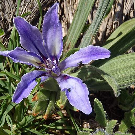 Gladiolus Mucronatus