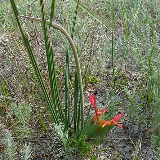 Babiana Ringens