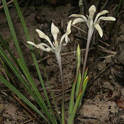 Gladiolus Inclinatus