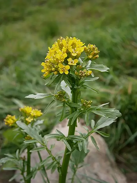 Intermediate Wintercress