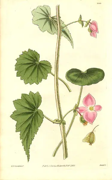 Begonia gracilis