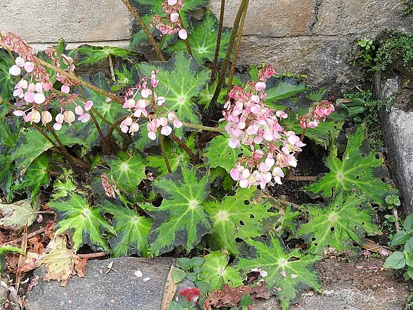 Star Begonia