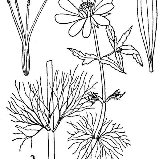 Bidens Beckii Beckii