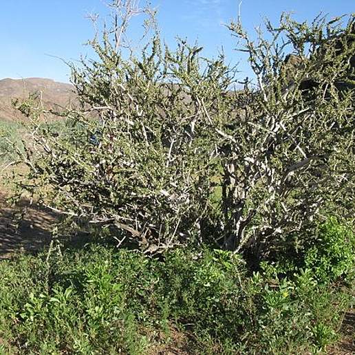 Smelly Shepherd's Tree
