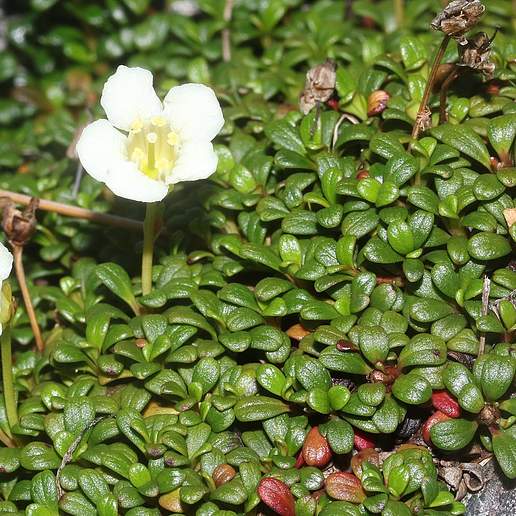 Lapland Diapensia