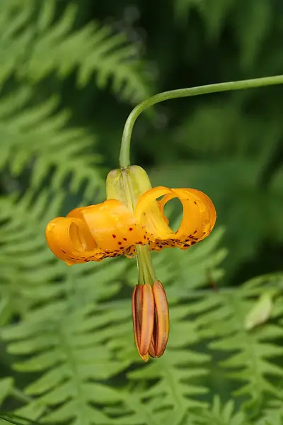Columbia Lily