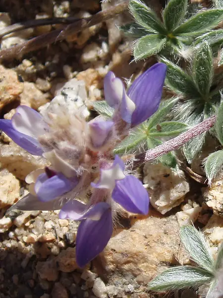 Matted Lupine