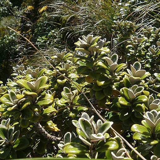 Brachyglottis Bidwillii