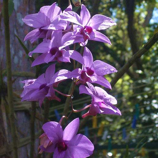 Two Humped Dendrobium