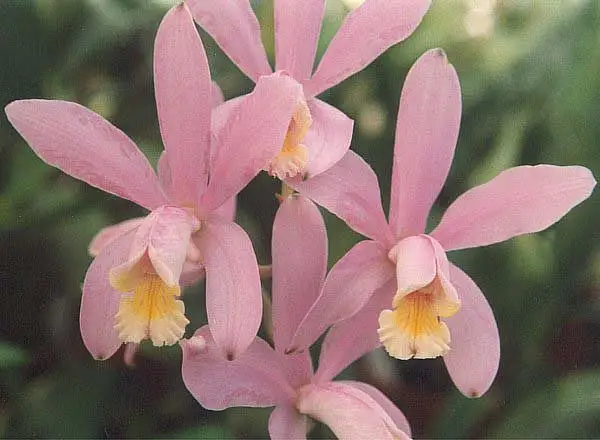Loddiges's Cattleya