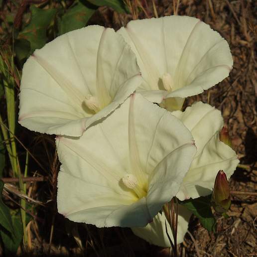 Calystegia Malacophylla Deltoidea