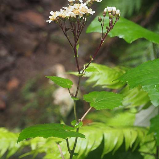 Pericallis appendiculata